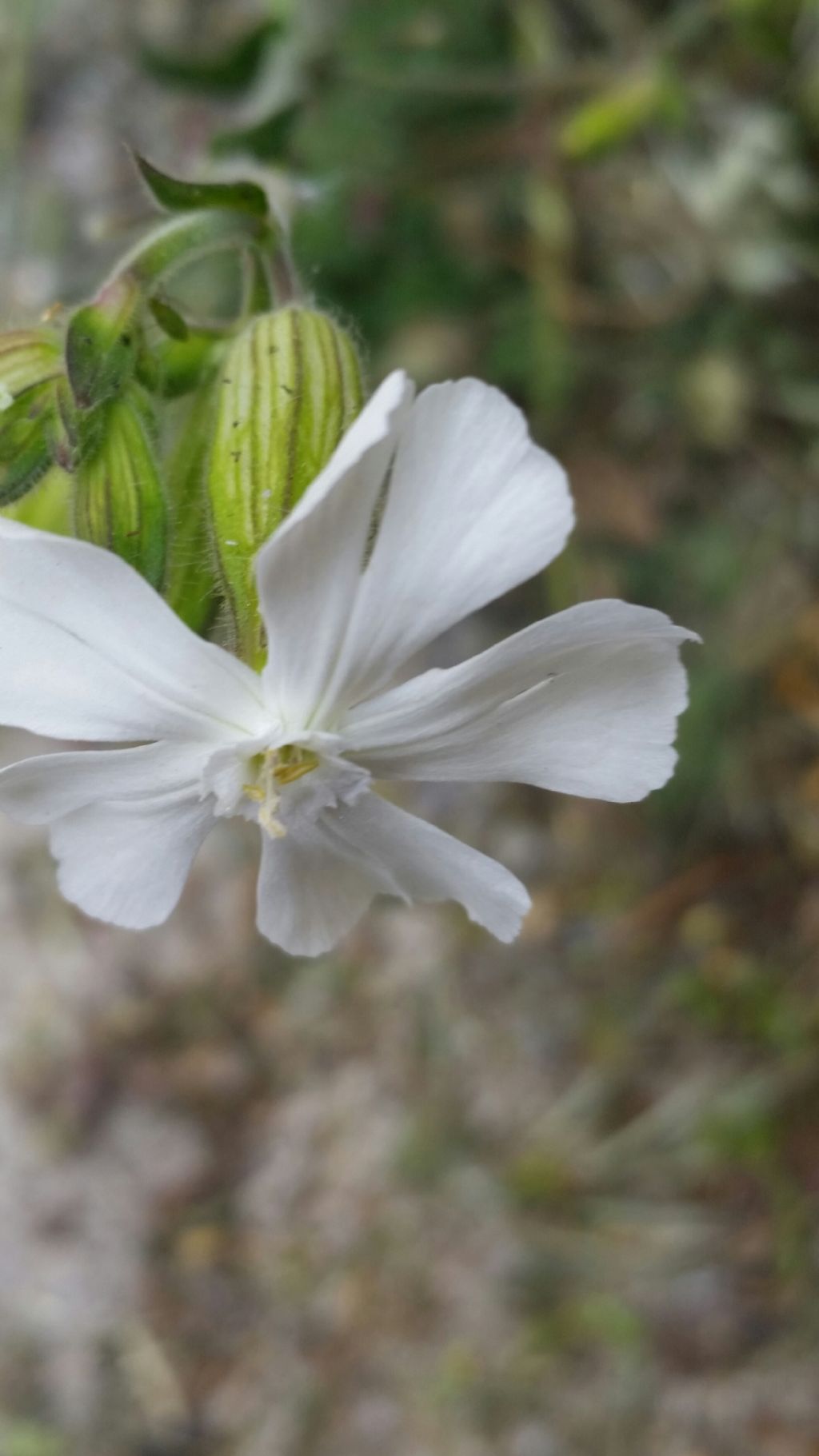 Silene alba